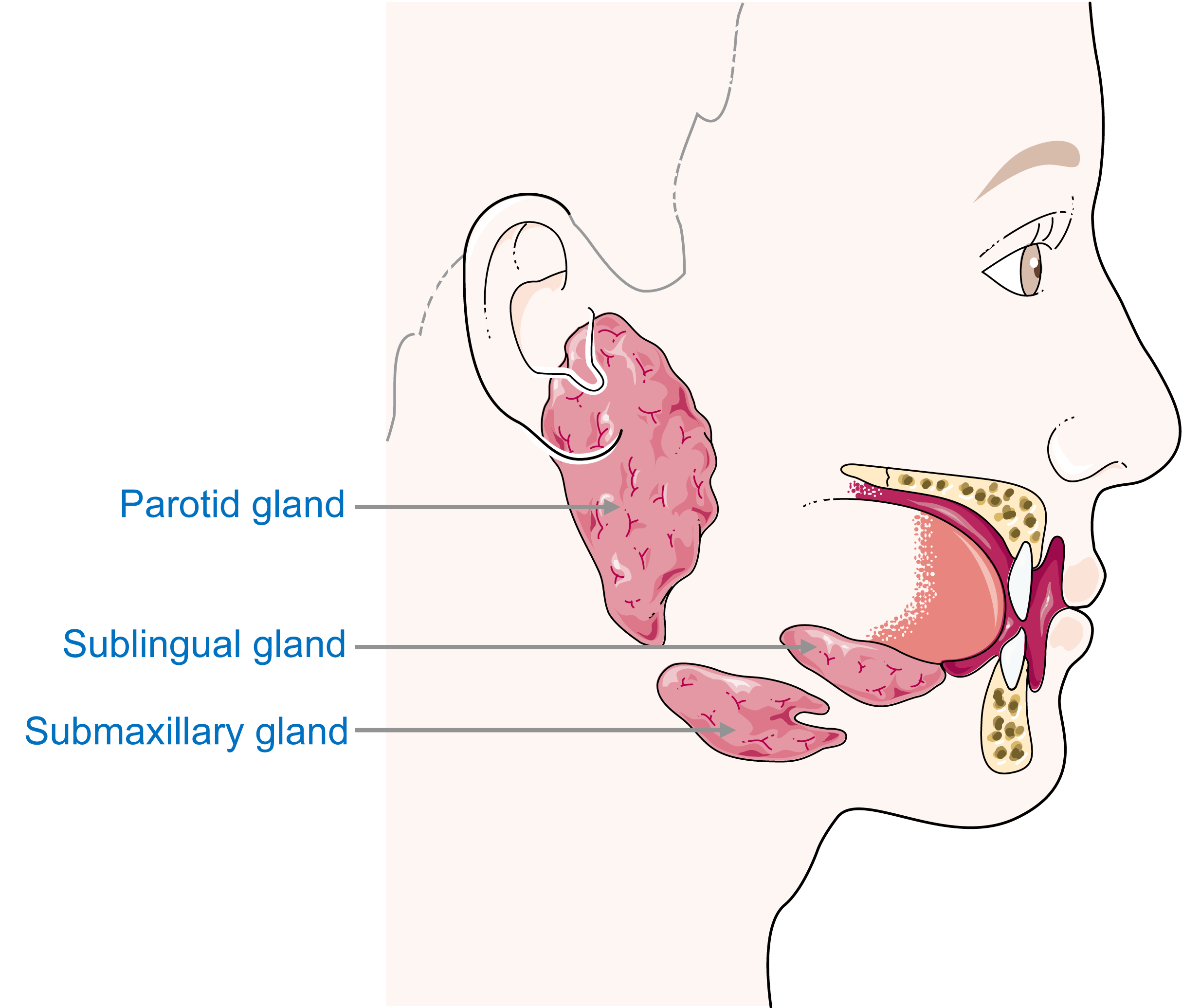 Servier Drawing Salivary Glands English Labels AnatomyTOOL